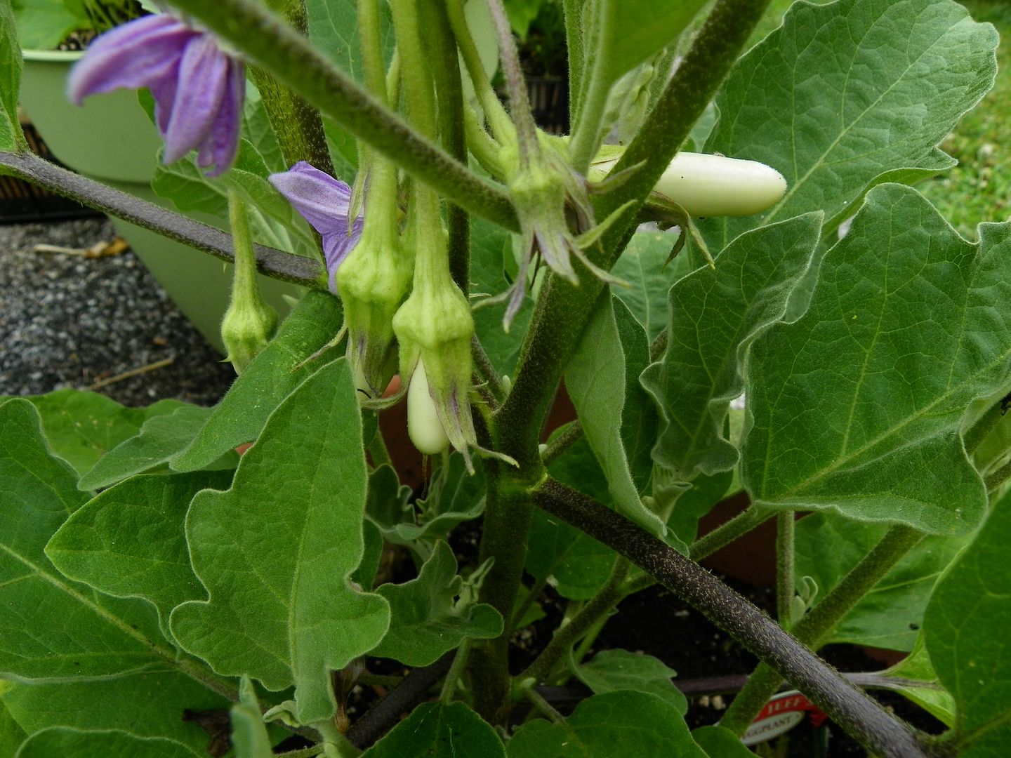 photo eggplant2_zpsb87390db.jpg